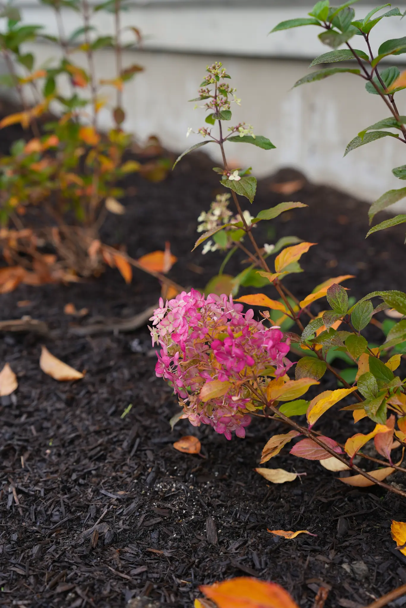 Healthy finished lawn and planting beds at a Langley estate